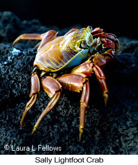 Sally-lightfoot Crab - © Laura L Fellows and Exotic Birding LLC Sally-lightfoot Crab - © Laura L Fellows and Exotic Birding LLC