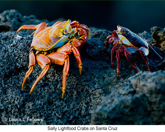Sally-lightfoot Crab - © James F Wittenberger and Exotic Birding LLC Sally-lightfoot Crab - © James F Wittenberger and Exotic Birding LLC