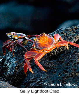 Sally-lightfoot Crab - © Laura L Fellows and Exotic Birding LLC Sally-lightfoot Crab - © Laura L Fellows and Exotic Birding LLC