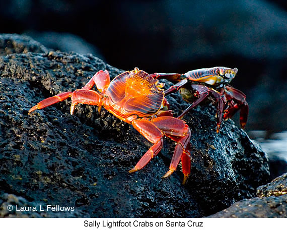 Sally-lightfoot Crab - © Laura L Fellows and Exotic Birding LLC
