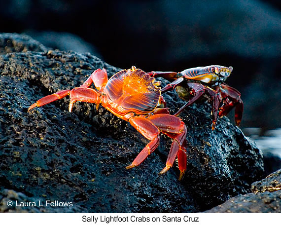 Sally-lightfoot Crab - © Laura L Fellows and Exotic Birding Tours