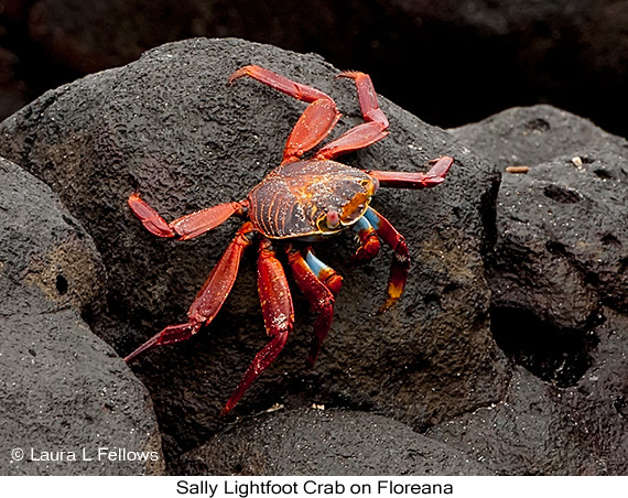 Sally-lightfoot Crab - © The Photographer and Exotic Birding LLC