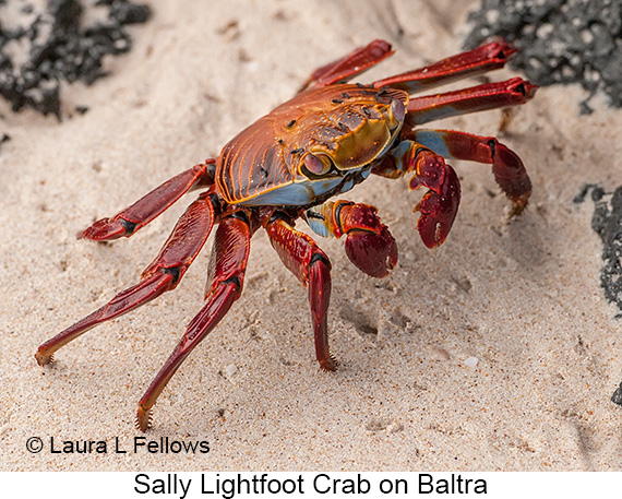Sally-lightfoot Crab - © James F Wittenberger and Exotic Birding LLC Sally-lightfoot Crab - © James F Wittenberger and Exotic Birding LLC