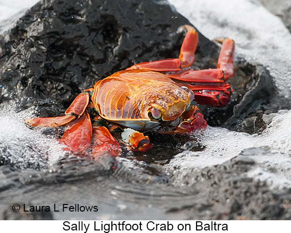 Sally-lightfoot Crab - © James F Wittenberger and Exotic Birding LLC Sally-lightfoot Crab - © James F Wittenberger and Exotic Birding LLC