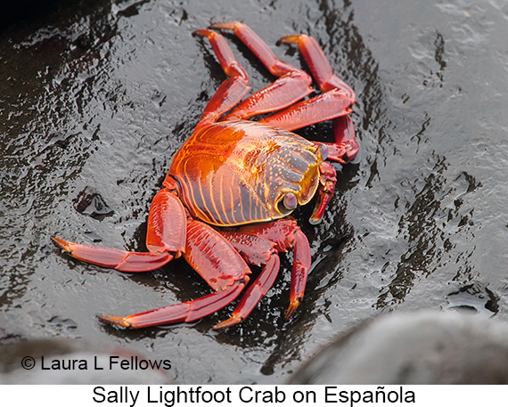 Sally-lightfoot Crab - © James F Wittenberger and Exotic Birding LLC
