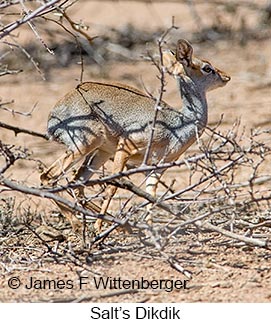 Salt's Dikdik - &copy; James F Wittenberger and Exotic Birding LLC