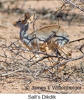 Salt's Dikdik - © James F Wittenberger and Exotic Birding LLC