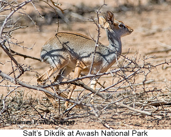 Salt's Dikdik - © James F Wittenberger and Exotic Birding LLC Salt's Dikdik - © James F Wittenberger and Exotic Birding LLC