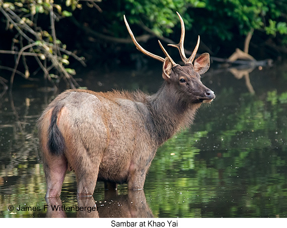 Sambar - © James F Wittenberger and Exotic Birding LLC