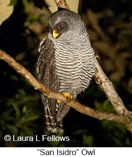 San-isidro Owl - © Laura L Fellows and Exotic Birding LLC
