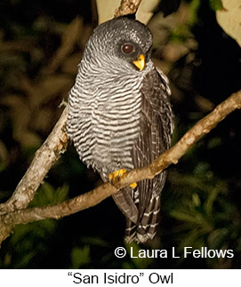 San-isidro Owl - © Laura L Fellows and Exotic Birding LLC