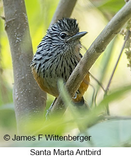 Santa Marta Antbird - © James F Wittenberger and Exotic Birding LLC