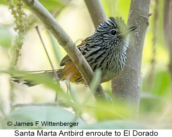 Santa Marta Antbird - © James F Wittenberger and Exotic Birding LLC