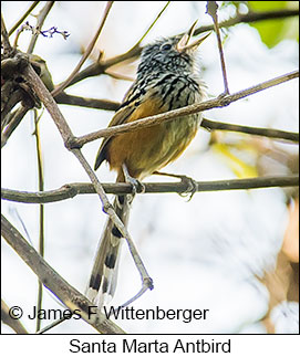Santa Marta Antbird - © James F Wittenberger and Exotic Birding LLC