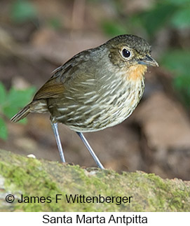 Santa Marta Antpitta - © James F Wittenberger and Exotic Birding LLC