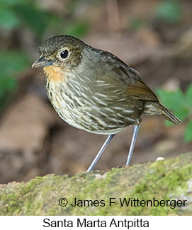 Santa Marta Antpitta - © James F Wittenberger and Exotic Birding LLC