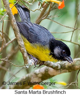 Santa Marta Brushfinch - © James F Wittenberger and Exotic Birding LLC