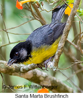 Santa Marta Brushfinch - © James F Wittenberger and Exotic Birding LLC