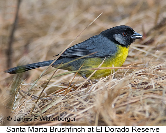 Santa Marta Brushfinch - © James F Wittenberger and Exotic Birding LLC