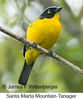 Black-cheeked Mountain-Tanager - © James F Wittenberger and Exotic Birding LLC