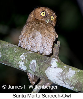 Santa Marta Screech-Owl - © James F Wittenberger and Exotic Birding LLC