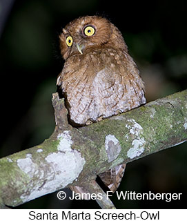 Santa Marta Screech-Owl - © James F Wittenberger and Exotic Birding LLC