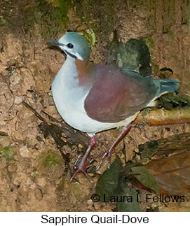 Sapphire Quail-Dove - © Laura L Fellows and Exotic Birding LLC