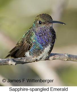 Sapphire-spangled Emerald - © James F Wittenberger and Exotic Birding LLC