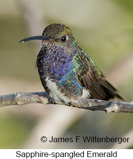 Sapphire-spangled Emerald - © James F Wittenberger and Exotic Birding LLC