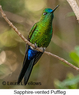 Sapphire-vented Puffleg - © Laura L Fellows and Exotic Birding LLC