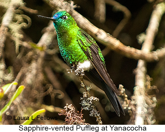 Sapphire-vented Puffleg - © The Photographer and Exotic Birding LLC