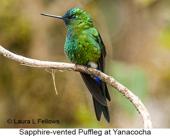 Sapphire-vented Puffleg - © James F Wittenberger and Exotic Birding LLC