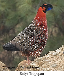 Satyr Tragopan - © James F Wittenberger and Exotic Birding LLC