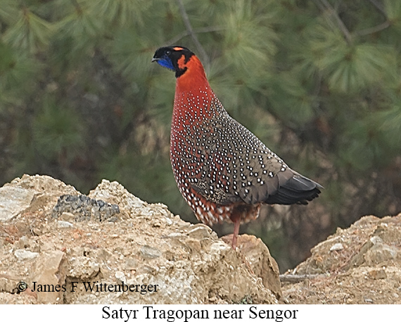 Satyr Tragopan - © James F Wittenberger and Exotic Birding LLC Satyr Tragopan - © James F Wittenberger and Exotic Birding LLC