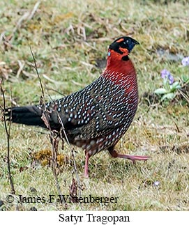 Satyr Tragopan - © James F Wittenberger and Exotic Birding LLC Satyr Tragopan - © James F Wittenberger and Exotic Birding LLC
