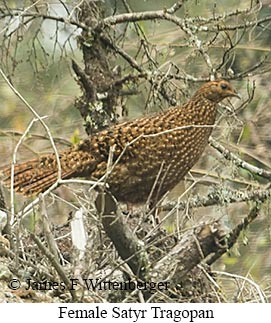 Female Satyr Tragopan - © James F Wittenberger and Exotic Birding LLC