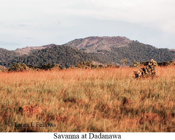 Savanna - © James F Wittenberger and Exotic Birding LLC
