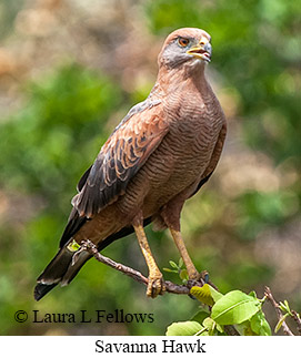 Savanna Hawk - © Laura L Fellows and Exotic Birding LLC Savanna Hawk - © Laura L Fellows and Exotic Birding LLC