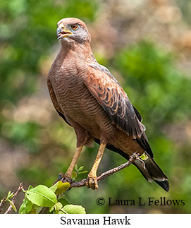Savanna Hawk - © Laura L Fellows and Exotic Birding LLC