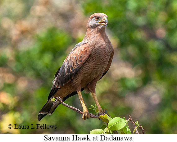 Savanna Hawk - © Laura L Fellows and Exotic Birding LLC