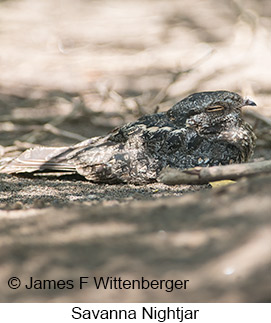 Savanna Nightjar - &copy; James F Wittenberger and Exotic Birding LLC