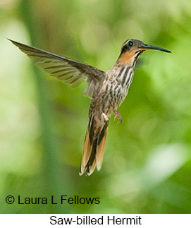 Saw-billed Hermit - © Laura L Fellows and Exotic Birding LLC