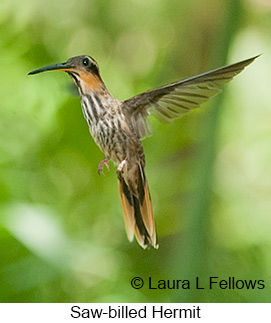 Saw-billed Hermit - © Laura L Fellows and Exotic Birding LLC