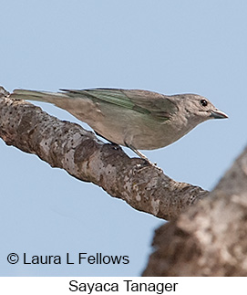 Sayaca Tanager - © Laura L Fellows and Exotic Birding LLC