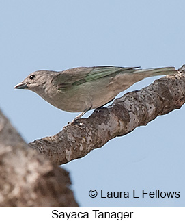 Sayaca Tanager - © Laura L Fellows and Exotic Birding LLC