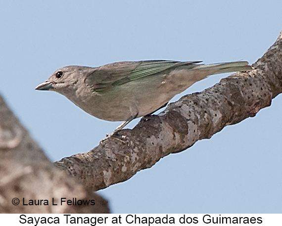 Sayaca Tanager - © Laura L Fellows and Exotic Birding LLC