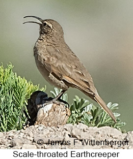 Scale-throated Earthcreeper - © James F Wittenberger and Exotic Birding LLC Scale-throated Earthcreeper - © James F Wittenberger and Exotic Birding LLC