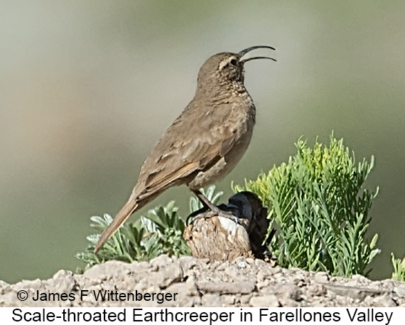 Scale-throated Earthcreeper - © James F Wittenberger and Exotic Birding LLC Scale-throated Earthcreeper - © James F Wittenberger and Exotic Birding LLC