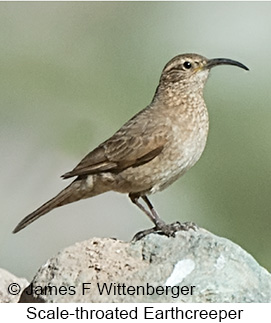 Scale-throated Earthcreeper - © James F Wittenberger and Exotic Birding LLC Scale-throated Earthcreeper - © James F Wittenberger and Exotic Birding LLC