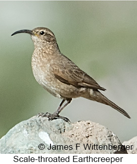 Scale-throated Earthcreeper - © James F Wittenberger and Exotic Birding LLC